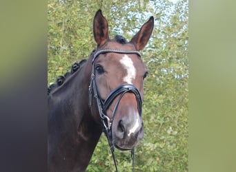 Hanoverian, Mare, 3 years, 16.1 hh, Bay-Dark