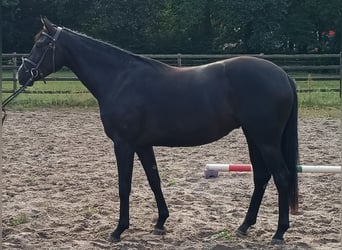Hanoverian, Mare, 3 years, 16.1 hh, Black