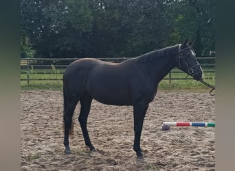 Hanoverian, Mare, 3 years, 16.1 hh, Black