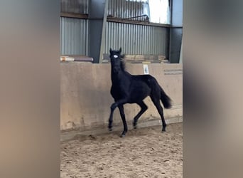 Hanoverian, Mare, 3 years, 16.1 hh, Black