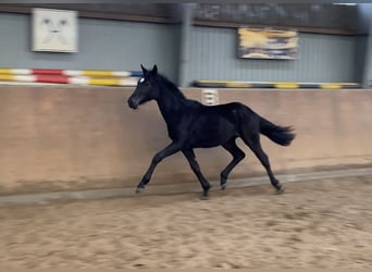 Hanoverian, Mare, 3 years, 16.1 hh, Black