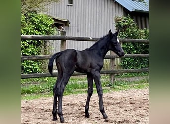 Hanoverian, Mare, 3 years, 16.1 hh, Black