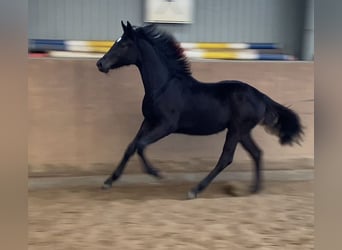Hanoverian, Mare, 3 years, 16.1 hh, Black