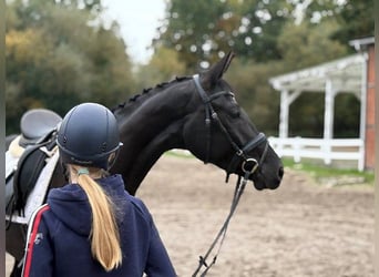 Hanoverian, Mare, 3 years, 16.1 hh, Black