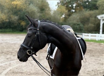 Hanoverian, Mare, 3 years, 16.1 hh, Black