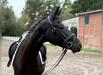 Hanoverian, Mare, 3 years, 16.1 hh, Black