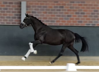 Hanoverian, Mare, 3 years, 16.1 hh, Black