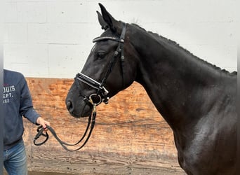 Hanoverian, Mare, 3 years, 16,1 hh, Black