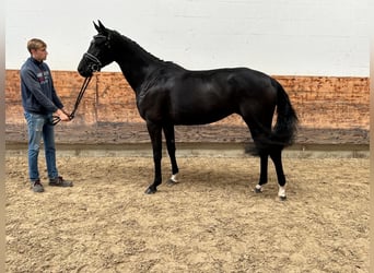 Hanoverian, Mare, 3 years, 16,1 hh, Black