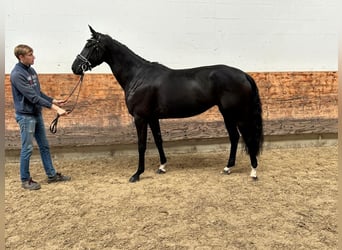 Hanoverian, Mare, 3 years, 16,1 hh, Black