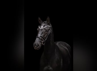 Hanoverian, Mare, 3 years, 16.1 hh, Black