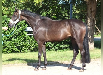 Hanoverian, Mare, 3 years, 16.1 hh, Black