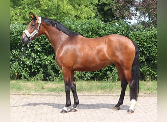 Hanoverian, Mare, 3 years, 16.1 hh, Brown