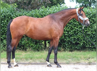 Hanoverian, Mare, 3 years, 16.1 hh, Brown