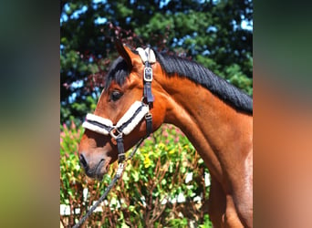 Hanoverian, Mare, 3 years, 16,1 hh, Brown