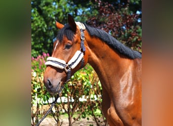 Hanoverian, Mare, 3 years, 16,1 hh, Brown