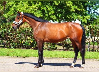 Hanoverian, Mare, 3 years, 16,1 hh, Brown