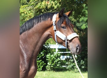 Hanoverian, Mare, 3 years, 16.1 hh, Brown