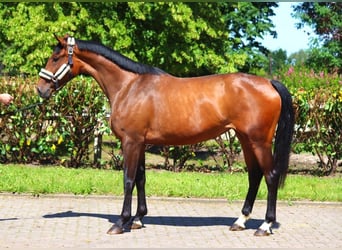 Hanoverian, Mare, 3 years, 16,1 hh, Brown