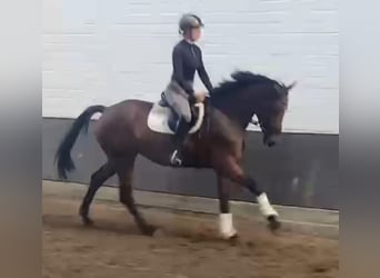 Hanoverian, Mare, 3 years, 16.1 hh, Brown