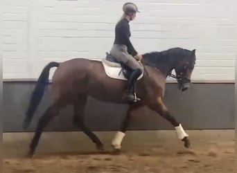 Hanoverian, Mare, 3 years, 16.1 hh, Brown