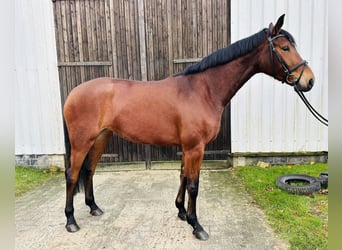 Hanoverian, Mare, 3 years, 16,1 hh, Brown