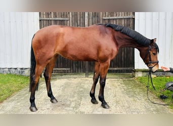 Hanoverian, Mare, 3 years, 16,1 hh, Brown