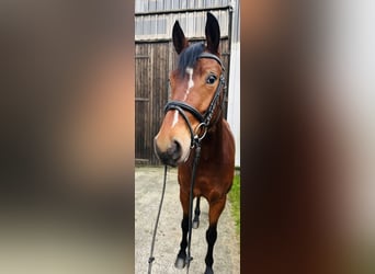 Hanoverian, Mare, 3 years, 16,1 hh, Brown