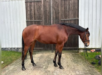 Hanoverian, Mare, 3 years, 16,1 hh, Brown