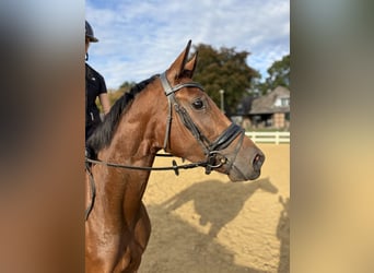 Hanoverian, Mare, 3 years, 16.1 hh, Brown