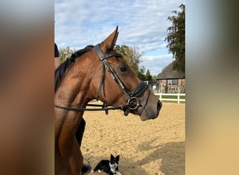 Hanoverian, Mare, 3 years, 16.1 hh, Brown