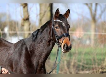 Hanoverian, Mare, 3 years, 16.1 hh, Brown