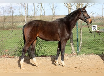 Hanoverian, Mare, 3 years, 16.1 hh, Brown
