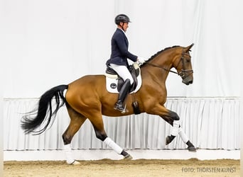 Hanoverian, Mare, 3 years, 16,1 hh, Brown