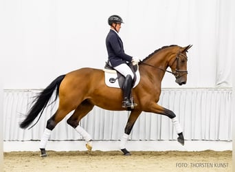 Hanoverian, Mare, 3 years, 16,1 hh, Brown