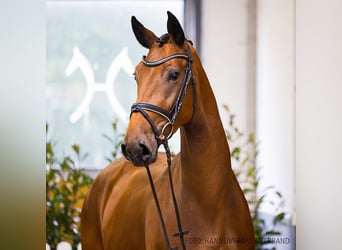 Hanoverian, Mare, 3 years, 16,1 hh, Brown