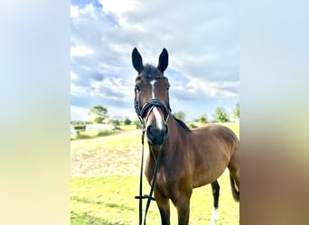 Hanoverian, Mare, 3 years, 16.1 hh, Brown