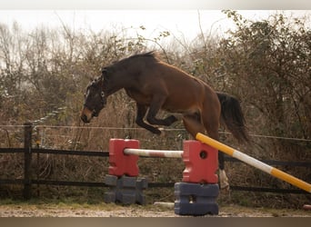 Hanoverian, Mare, 3 years, 16,1 hh, Brown