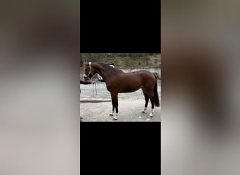 Hanoverian, Mare, 3 years, 16.1 hh, Brown
