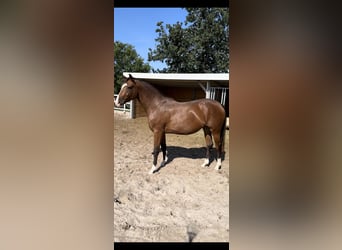 Hanoverian, Mare, 3 years, 16.1 hh, Brown