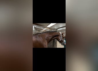 Hanoverian, Mare, 3 years, 16.1 hh, Brown