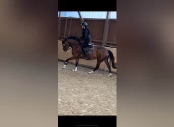 Hanoverian, Mare, 3 years, 16.1 hh, Brown