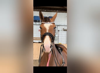 Hanoverian, Mare, 3 years, 16.1 hh, Brown