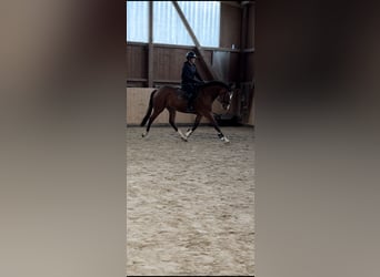 Hanoverian, Mare, 3 years, 16.1 hh, Brown