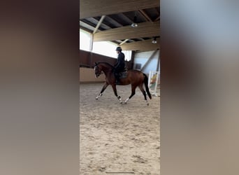 Hanoverian, Mare, 3 years, 16.1 hh, Brown
