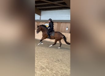 Hanoverian, Mare, 3 years, 16.1 hh, Brown