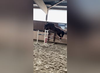 Hanoverian, Mare, 3 years, 16.1 hh, Brown