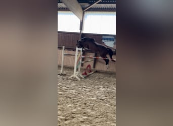 Hanoverian, Mare, 3 years, 16.1 hh, Brown