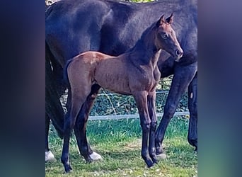 Hanoverian, Mare, 3 years, 16,1 hh, Can be white