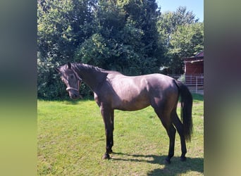 Hanoverian, Mare, 3 years, 16,1 hh, Can be white